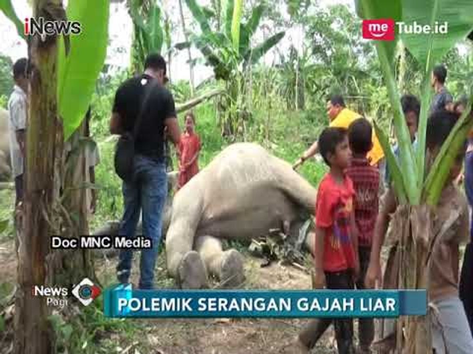 Gajah Rusak Kebun Warga Peureulak, Parit Belum Kunjung Dibangun - iNews Pagi 13/04