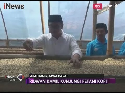 Berupaya Raih Suara Terbanyak, Kang Emil Kunjungi Petani Kopi di Sumedang - iNews Sore 16/04
