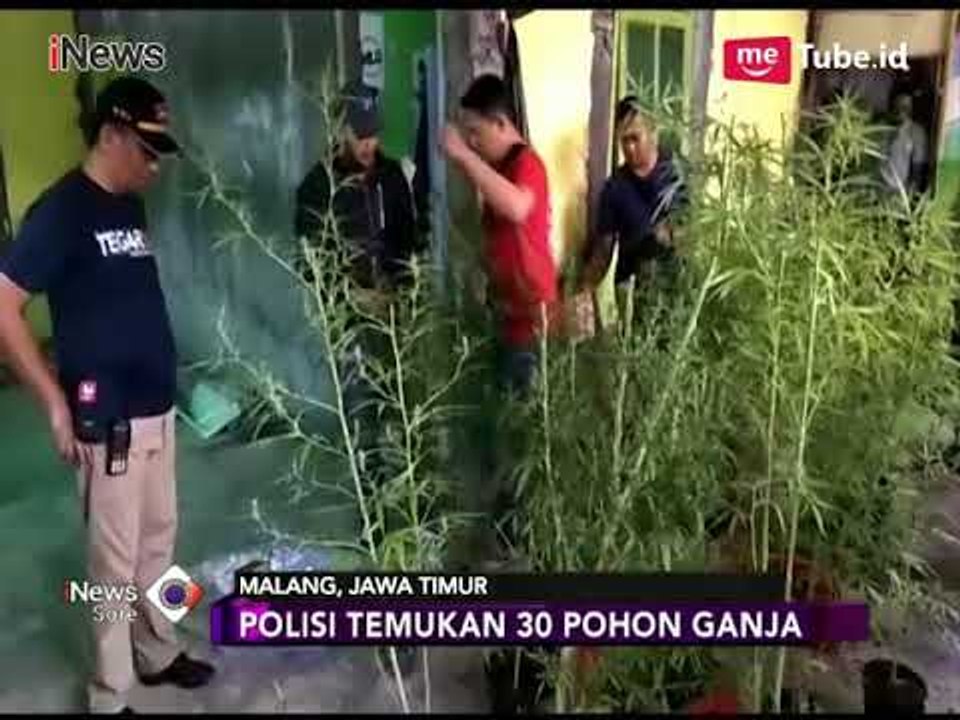 Polisi Temukan 30 Pohon Ganja Dalam Rumah di Malang - iNews Sore 22/04