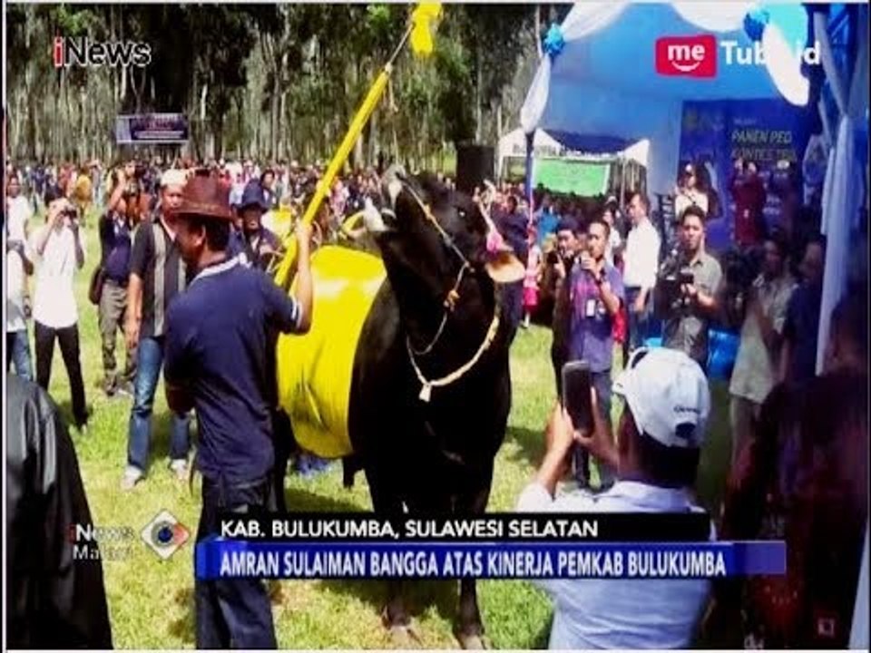 Mentan Hadiri Panen Pedet dan Kontes Sapi di Bulukumba - iNews Malam 26/04