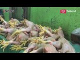 Jelang Ramadhan, Harga Telur & Daging Ayam Alami Kenaikan - Special Report 03/05