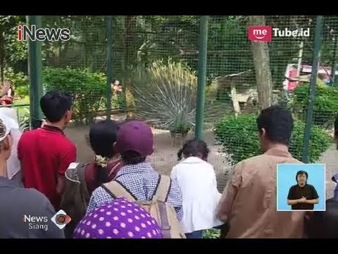 Pengunjung Taman Marga Satwa Ragunan Diprediksi Mencapai 100 Ribu - iNews Siang 16/06