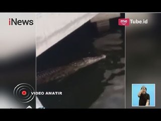 Video herunterladen: Viral!! Kemunculan Buaya Liar Berenang di Dermaga Pondok Dayung ke Arah Ancol - iNews Siang 16/06