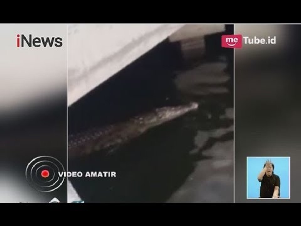 Viral!! Kemunculan Buaya Liar Berenang di Dermaga Pondok Dayung ke Arah Ancol - iNews Siang 16/06