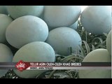 Telur Asin Bakar Khas Brebes, Oleh-oleh Favorit Saat Mudik - Special Report 18/06