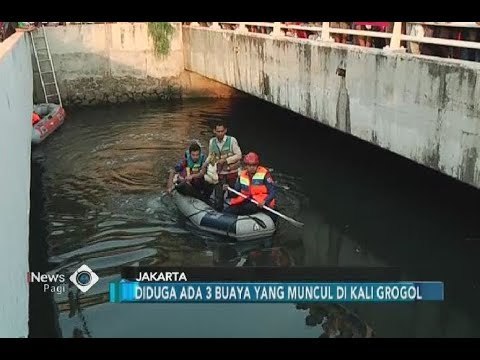 Hebohkan Warga, Petugas Gabungan Buru Tiga Buaya di Kali Grogol - iNews Pagi 28/06