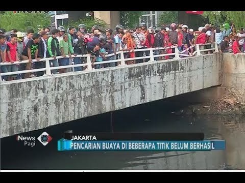 Pencarian 3 Buaya di Kali Grogol Belum juga Membuahkan Hasil - iNews Pagi 29/06