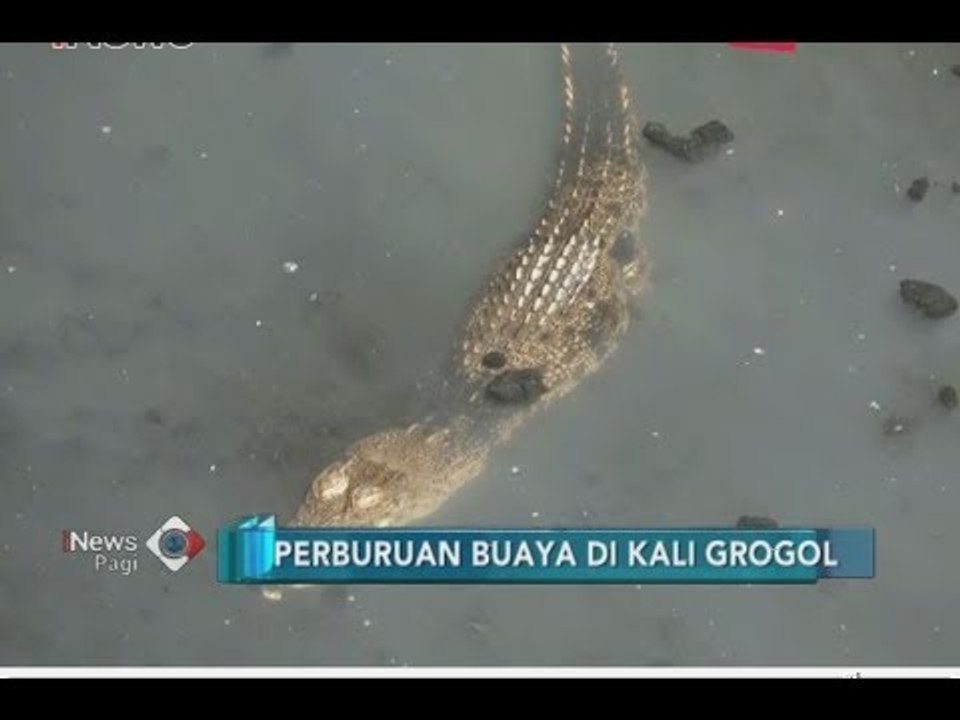Petugas BKSDA Masih Terus Lakukan Perburuan 3 Buaya di Kali Grogol - iNews Pagi 29/06