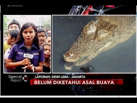 Hingga Siang Ini, Petugas Terus Mengevakuasi Buaya di Kali Grogol - Special Report 28/06