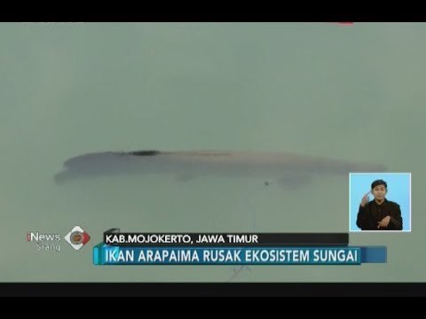 Warga Mojokerto Kembali Tangkap 2 Ikan Arapaima di Sungai Brantas - iNews Siang 30/06