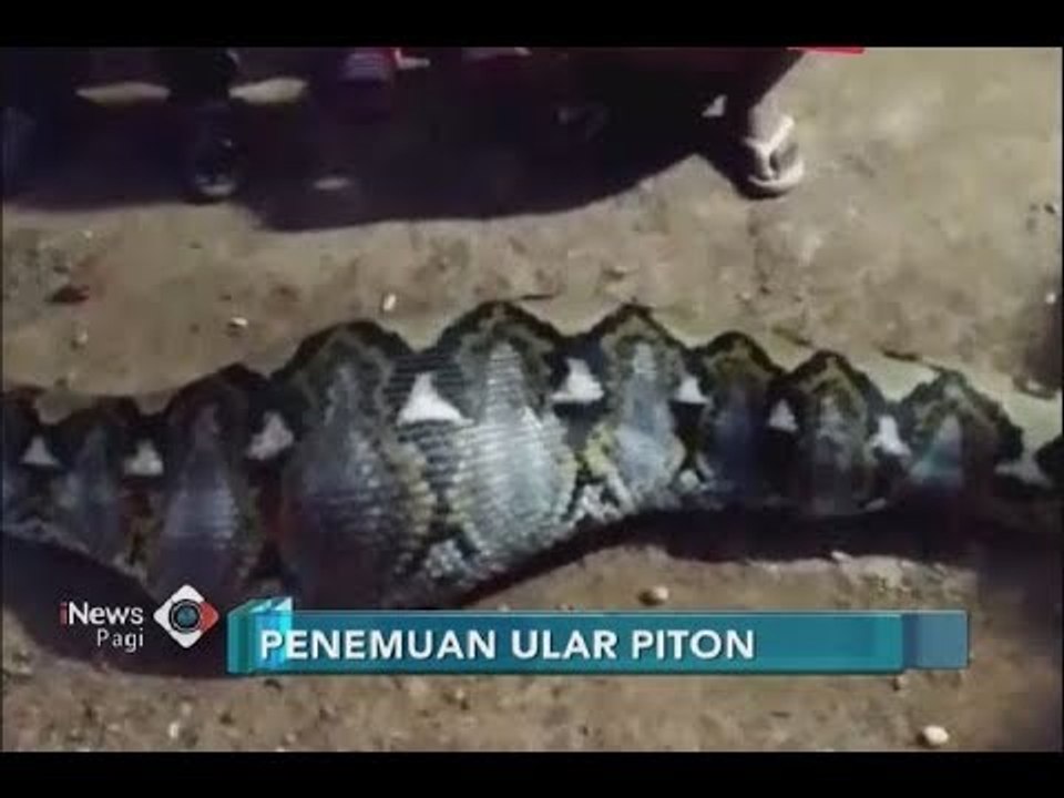Curiga Lihat Perut Ular Besar, Warga Tangkap Ular Piton Berukuran 6 Meter - iNews Pagi 30/06