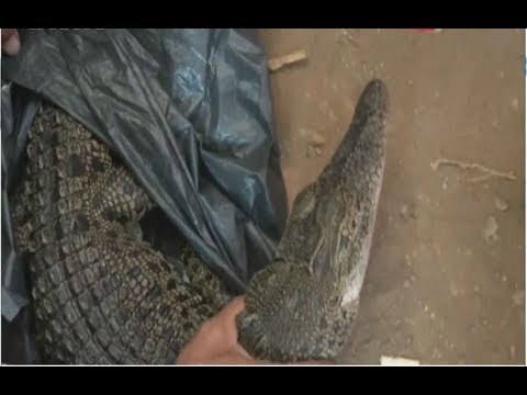 Satu Buaya di Kali Grogol Berhasil Ditemukan oleh Pemancing Ikan - iNews Malam 30/06