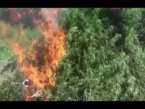 BNN Musnahkan 10,5 Hektare Ladang Ganja di Aceh Utara - iNews Sore 07/07