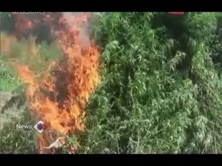 BNN Musnahkan 10,5 Hektare Ladang Ganja di Aceh Utara - iNews Sore 07/07