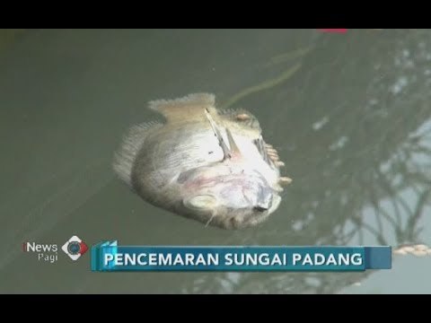 Ratusan Ikan di Sungai Padang Mati, Diduga Akibat Pencemaran Pabrik kelapa Sawit - iNews Pagi 10/07