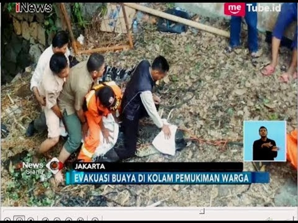 Evakuasi Buaya Seberat 4.5 Kuintal di Cipayung ke Museum Reptil TMII - iNews Siang 10/07