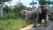 Elephant herd aggressively protects their young against pack of wild dogs