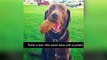 100 Funniest DoG Snapchat All DoG Lover 100 LOVE IT
