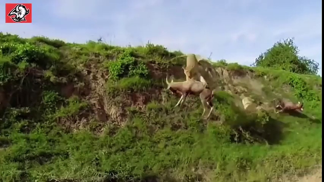 Top 10 Craziest Moments Counterattack Wild Animal vs Lion You cant miss