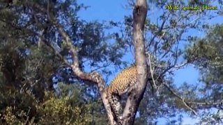 Unbelievable Leopard Hunting Eagle vs Baboon In Tree Best Wild Animal Attacks 2017