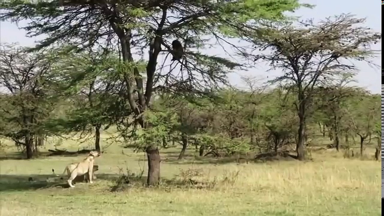 5 Lion vs 20 Buffalo Lions attacking baboons failed on Tree Leopard vs Baboon vs Fox vs Seal