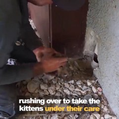 Ils entendent des bruits provenant du mur et décident de creuser. Regardez ce qu'ils vont trouver