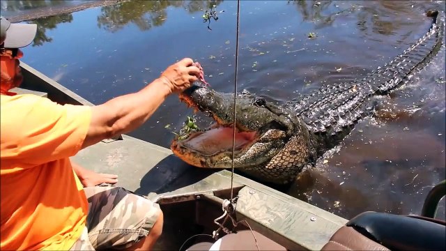 Il nourrit un énorme alligator sauvage depuis son bateau
