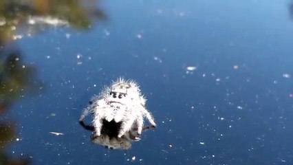 La Phidippus otiosus, une araignée tellement adorable