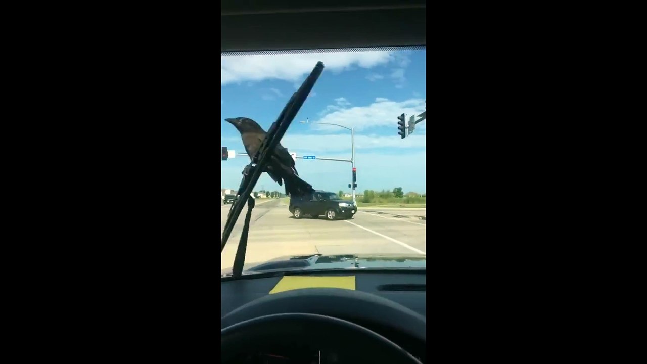Ce corbeau refuse de quitter l'essuie-glace de cette voiture