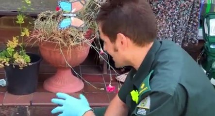 Real Rescues S10  E17 Series 10, E 17 - Part 01