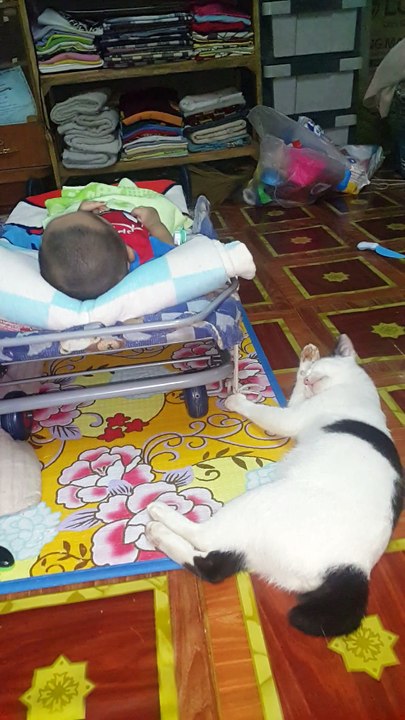 Cat Has Multitasking Perfected
