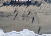 Aerial Footage Shows Sea Lions Scampering Back Into Ocean After Rehabilitation in California