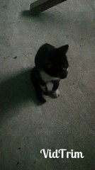 Gatitos jugando con las manos