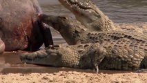 National Geographic Documentary 2018 - King of the Crocodiles Part 3