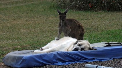 Kangaroo excessively grooms fluffy livestock guardian dog