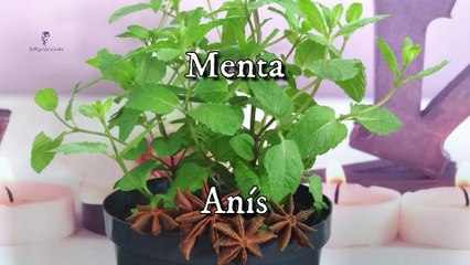 Descubre qué Ocurre cuando Bebes una Infusión de Menta con Anís después de Comer ✴