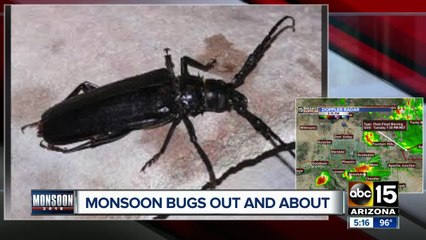 Monsoon bugs out and about in the Valley