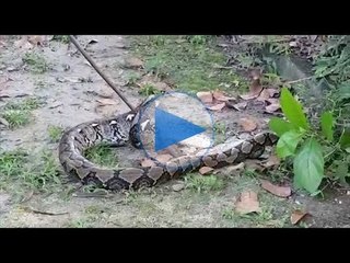 Ular batik telan biawak tumpas di pohon mangga