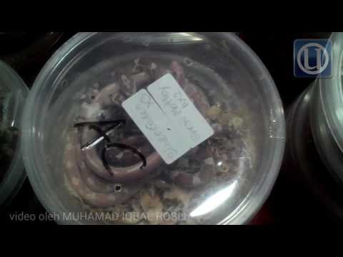 Pelbagai haiwan eksotik dirampas Kastam