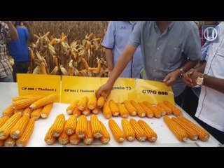 Projek tanaman jagung bijirin tuai hasil