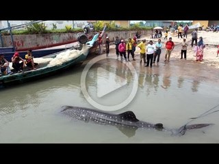 Ikan yu paus berjaya dilepaskan semula