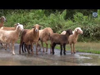 Tidur bersama elak kambing kesejukan