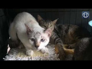 Roselina sibuk jaga 40 'anak terbiar'