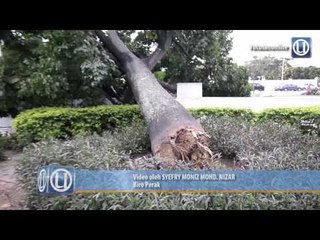 Pokok Ipoh tumbang akibat angin kencang, hujan lebat