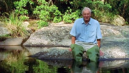 BBC MAMIFEROS - Un Diseño Perfecto / ESPAÑOL LATINO