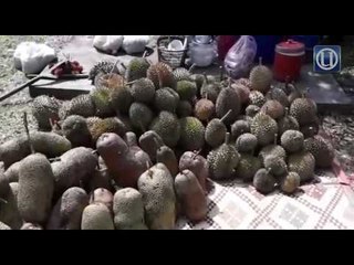 Kenduri durian ‘Pak Tam’ meriah