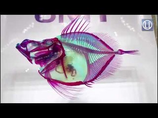 Pameran Ikan Lut Sinar di UMT