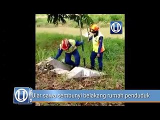 Ular sawa sembunyi belakang rumah penduduk