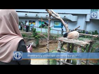 Nuan Nuan pulang ke China 14 November