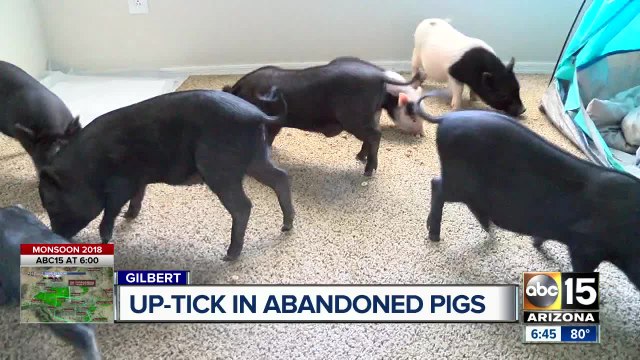 Valley pig rescue at capacity, abandoned pigs looking for forever homes